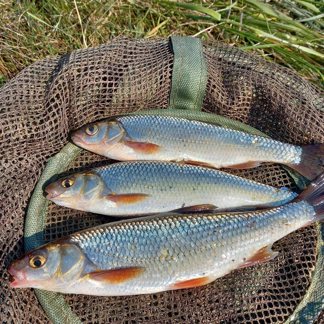 Рыба хищник Речная