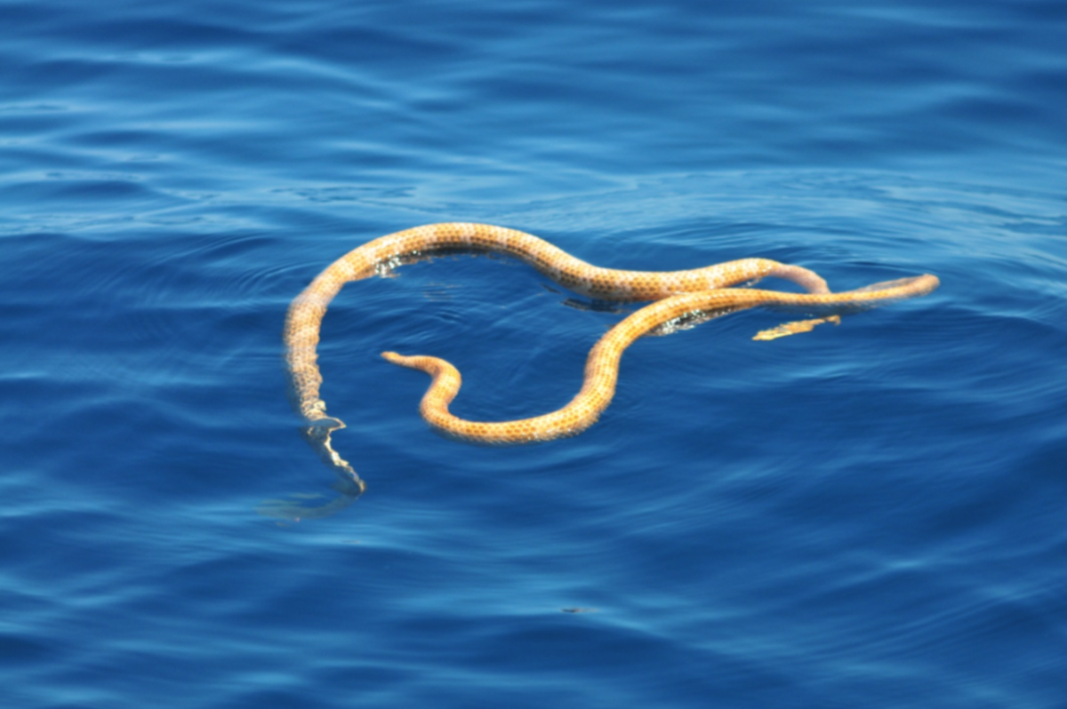 Змея с блестками