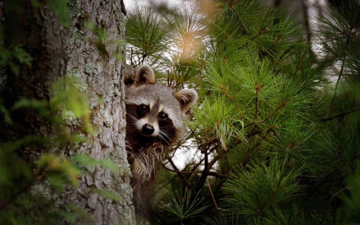 Дикие животные в лесу