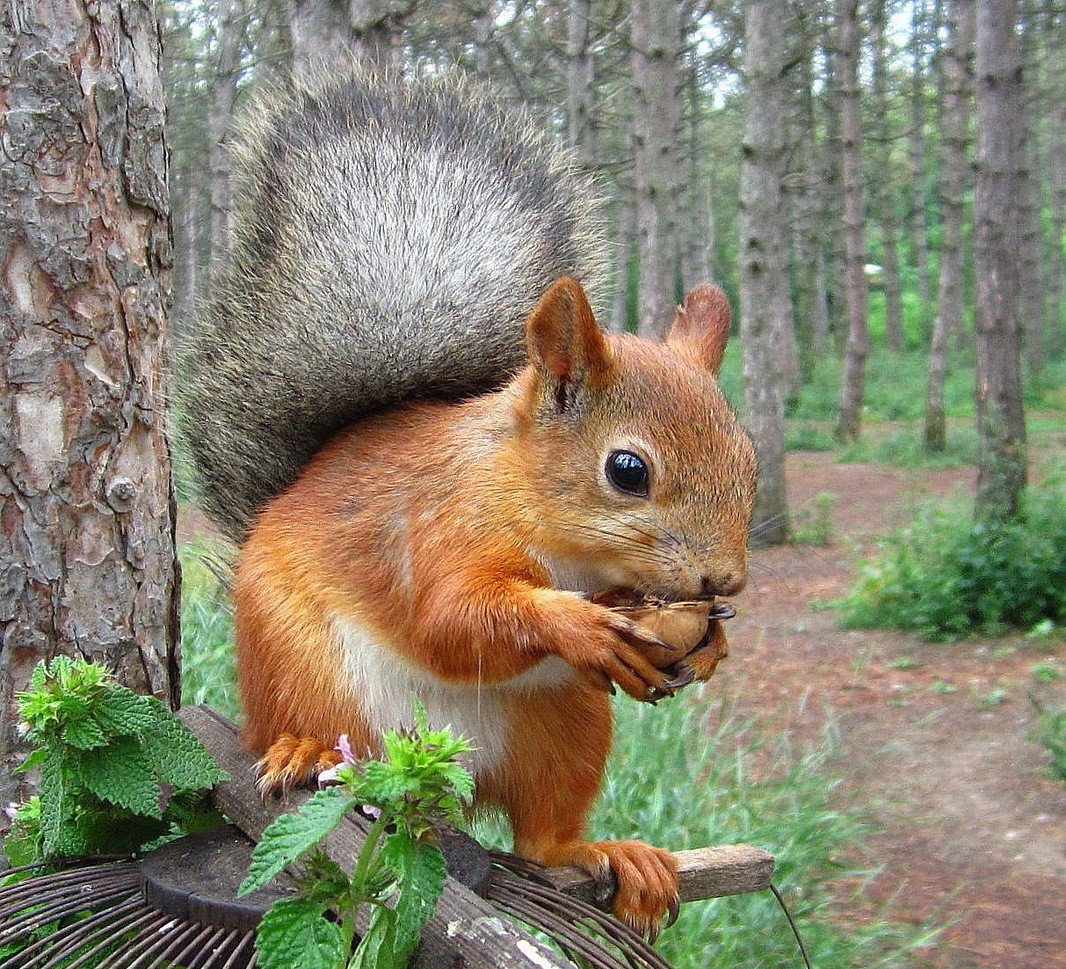 Лесные животные белка с бельчатами