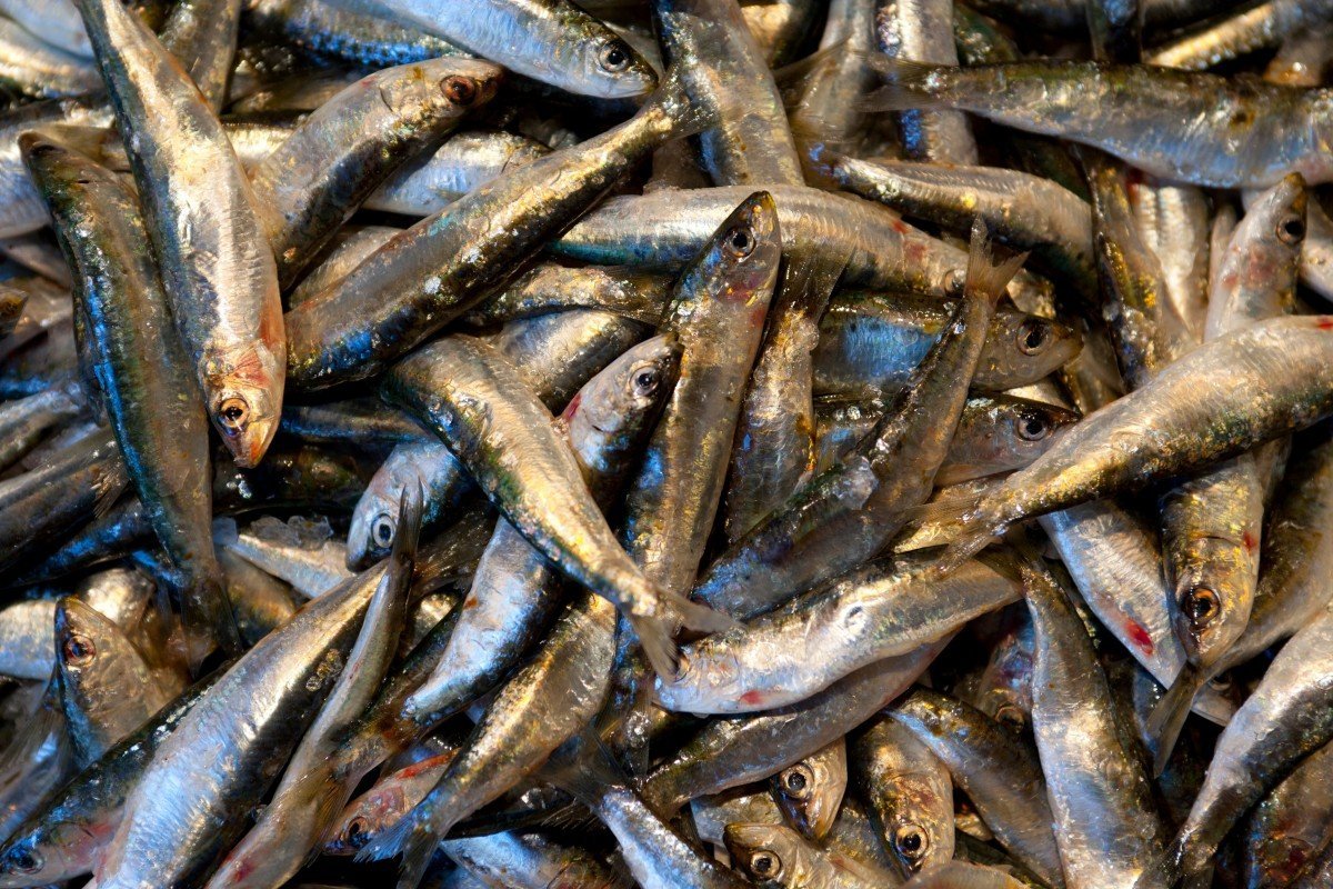 Мойва это морская рыба