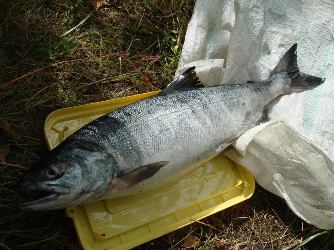 Рыба горбуша Серебрянка