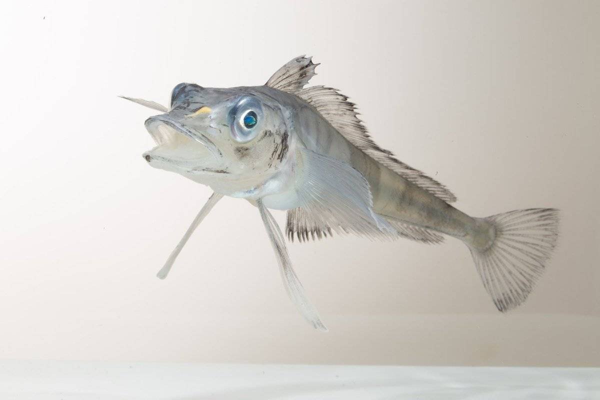 Рыба белокровка в Антарктиде