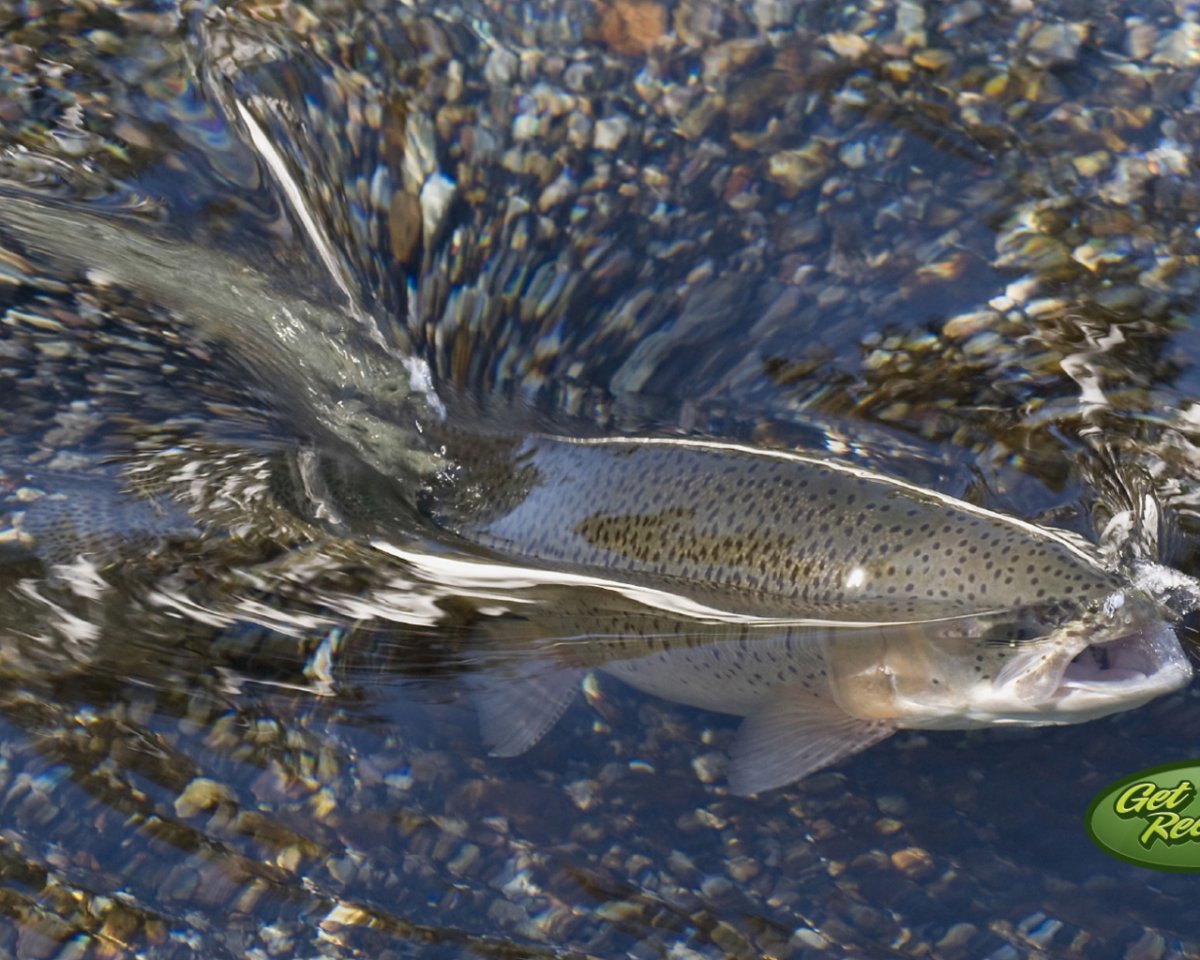 Форель в воде