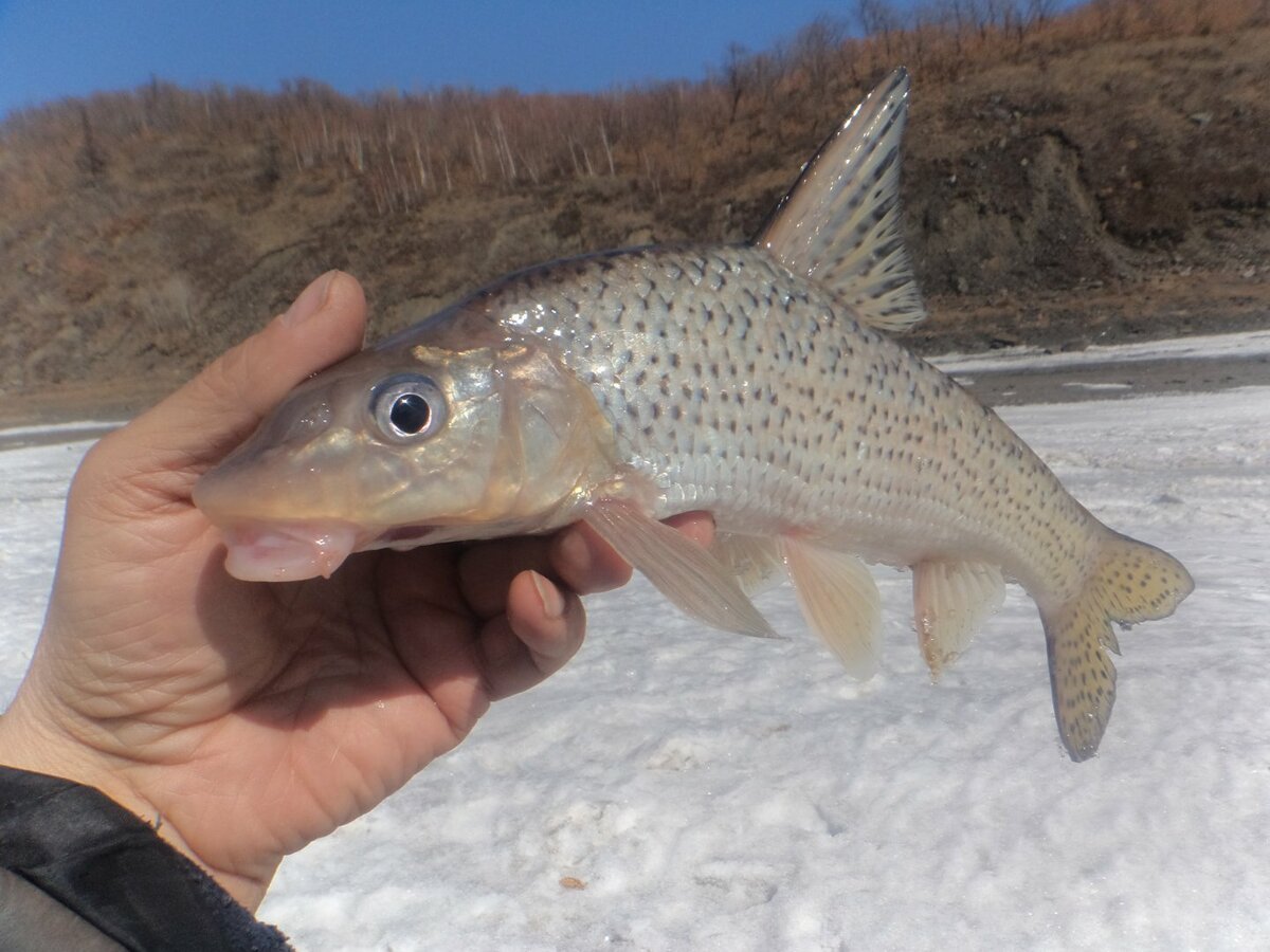 Дальневосточная рыба Губарь
