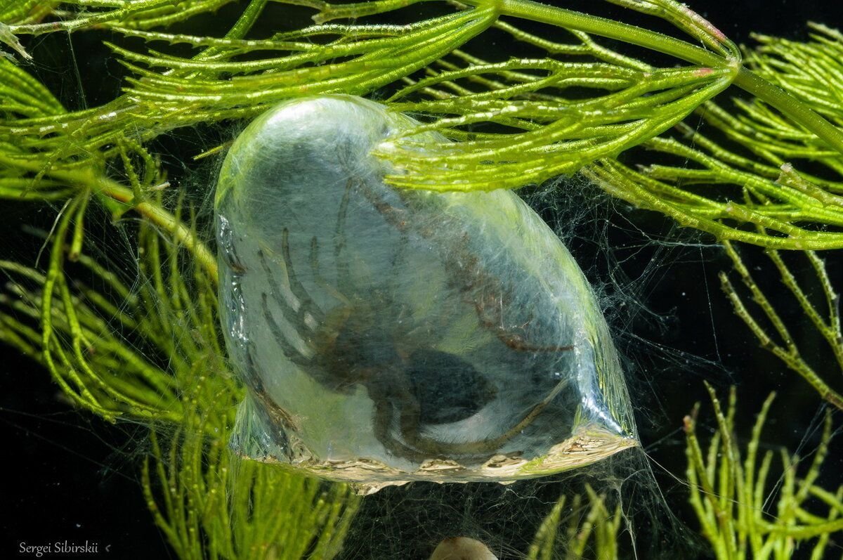 Паук Серебрянка кокон