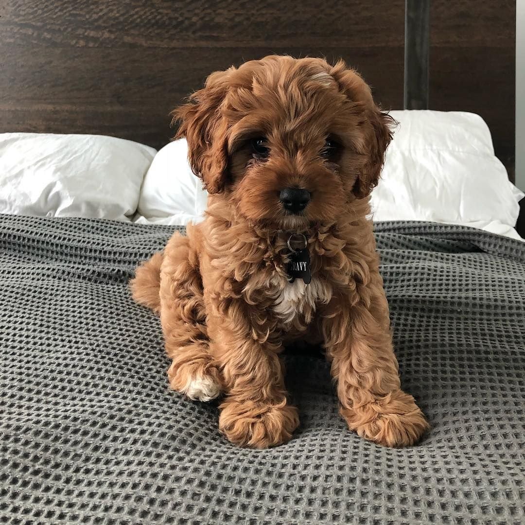 Cavapoo Puppy