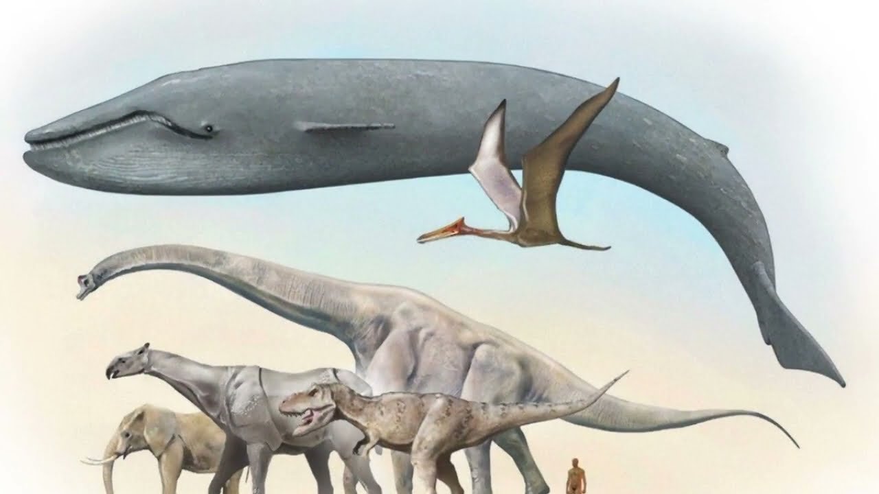 Крупнейших млекопитающих на земле. Кит зауропод Argentinosaurus. Арктотерий ангустиденс. Самый большой динозавр. Самые крупные животные на земле.