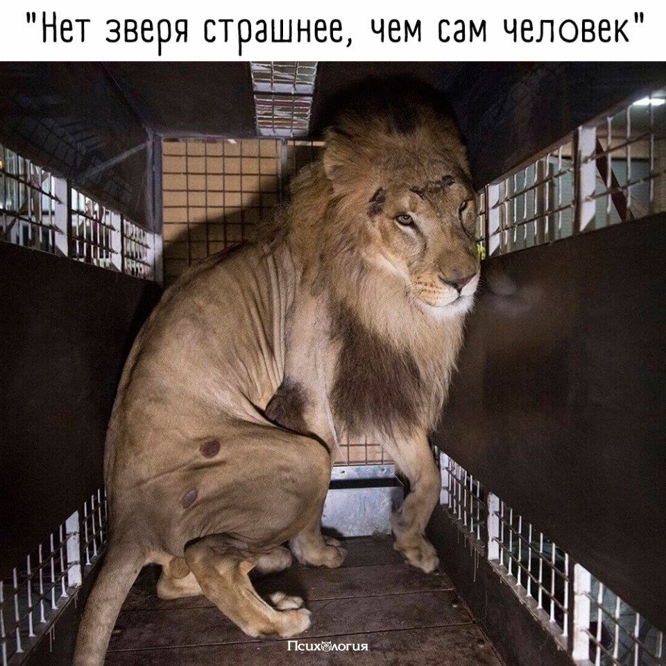 Нет на земле зверя страшнее человека