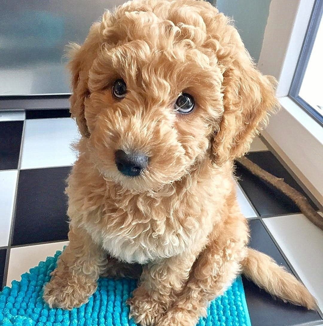 Пудель кокапу