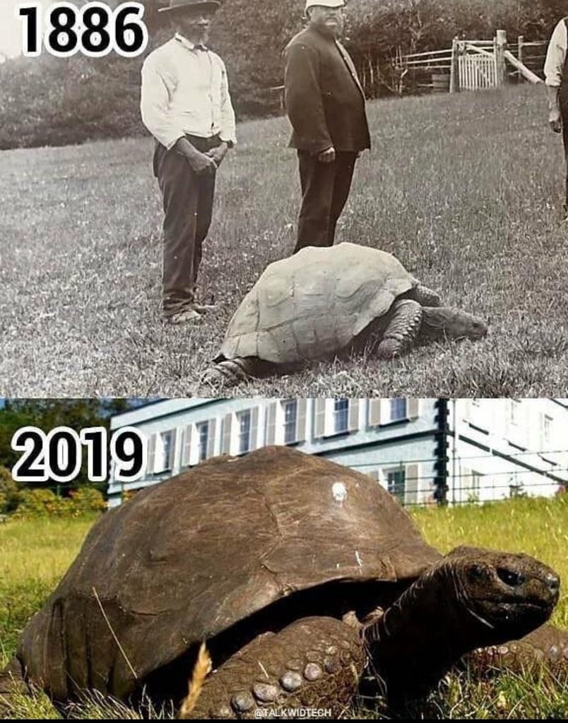 Морская мегафауна