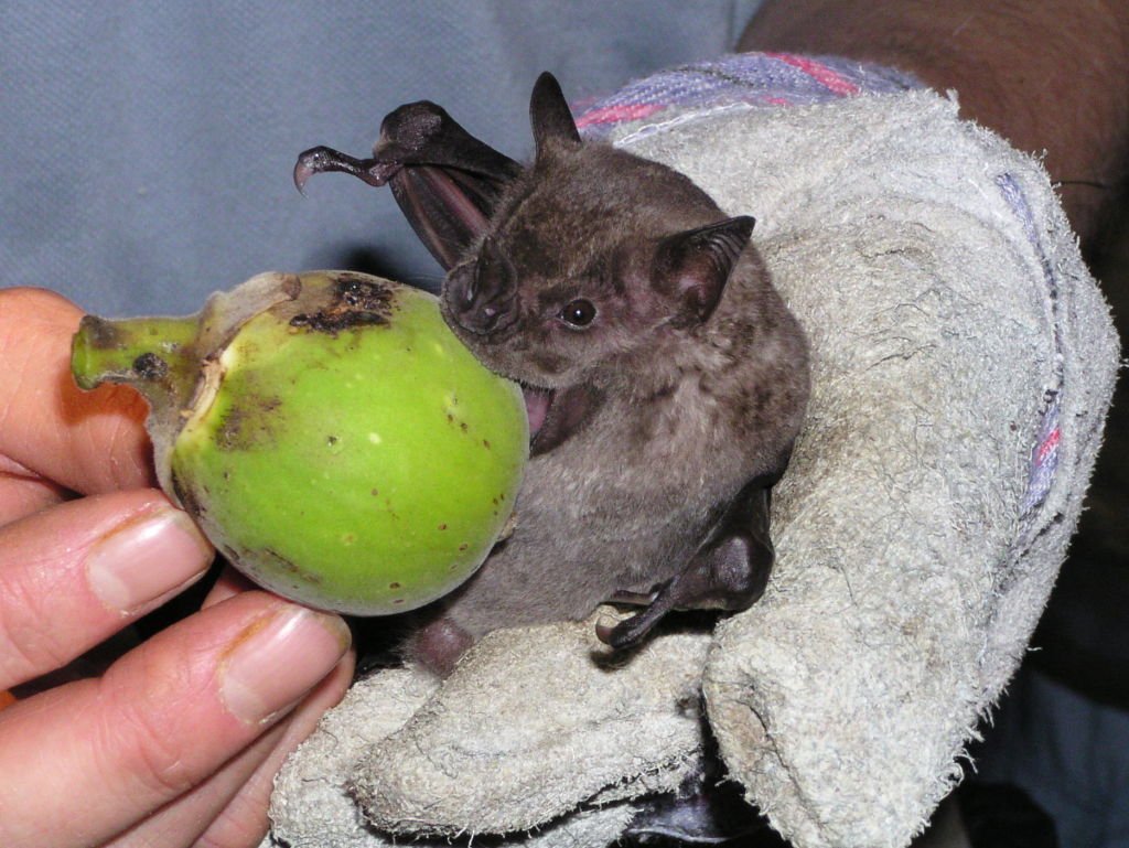 Рукокрылые нектароядные