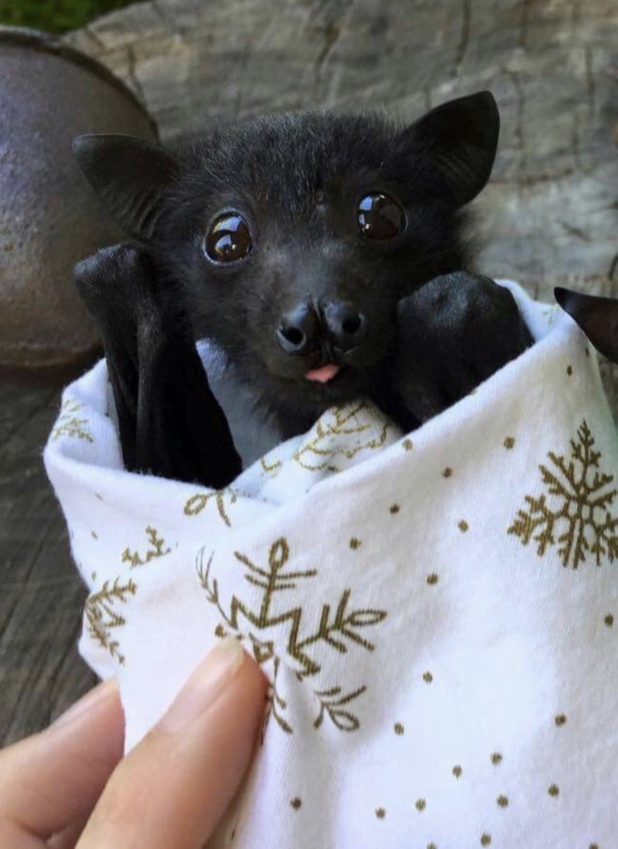 Летучая собака черная