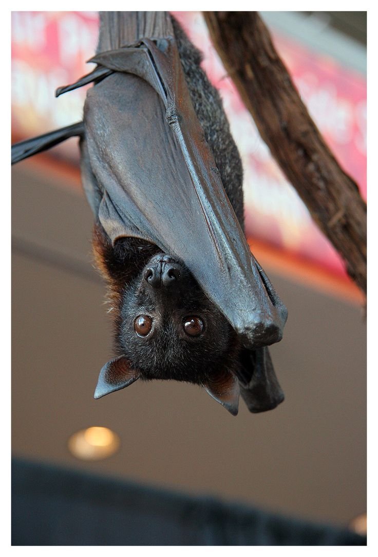 Летучая мышь питается фруктами