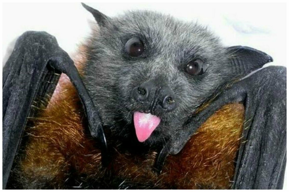 Нильский крылан детеныш