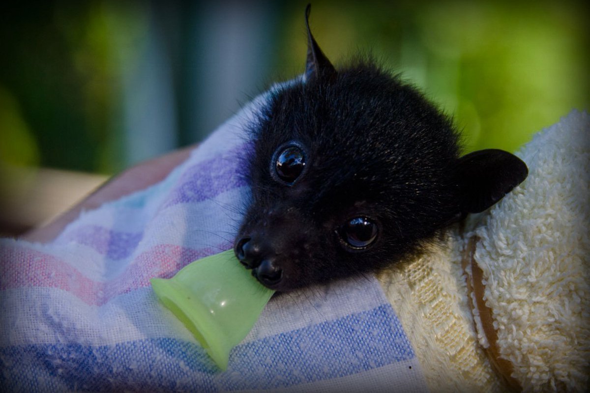 Египетская Фруктовая летучая мышь