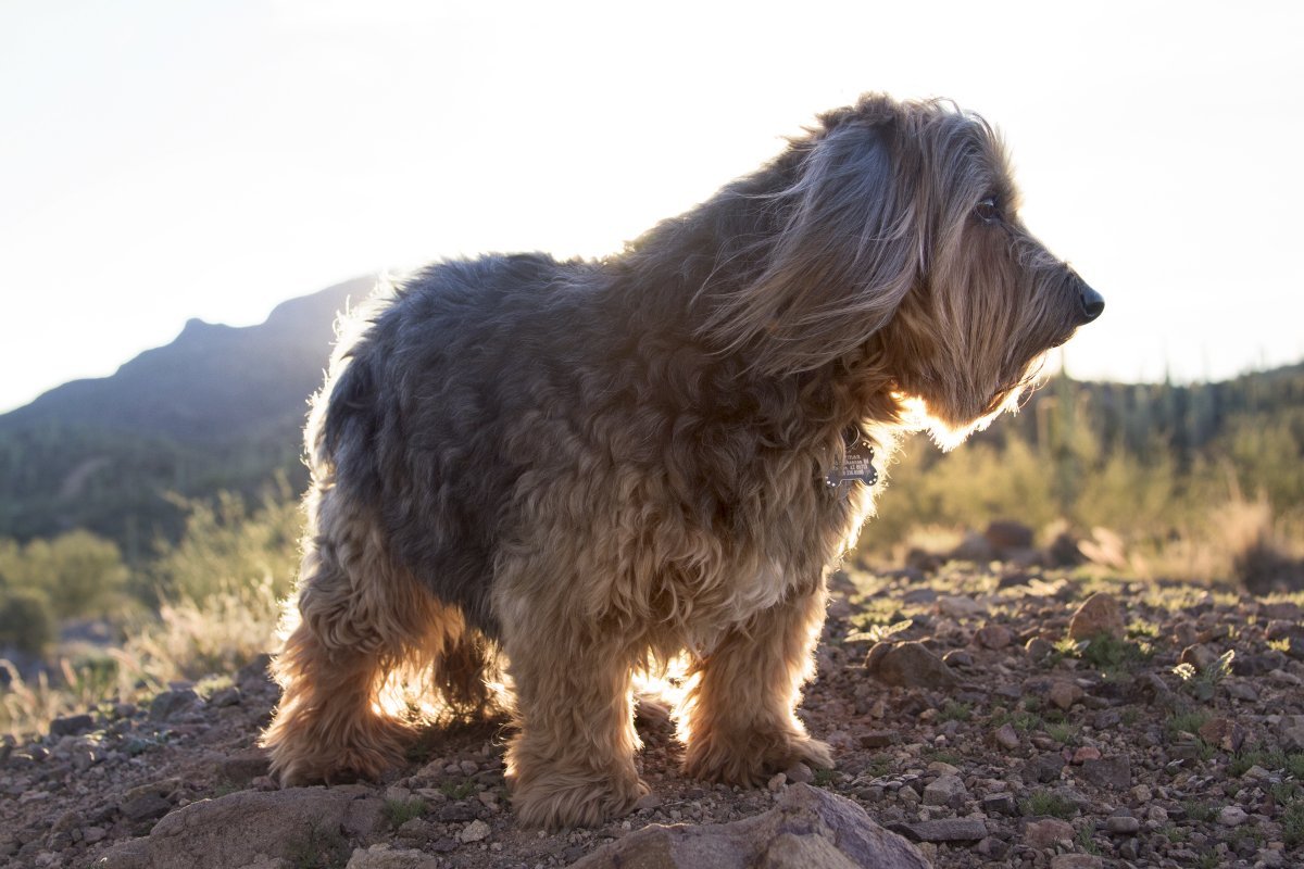 Тибетский терьер волкодав