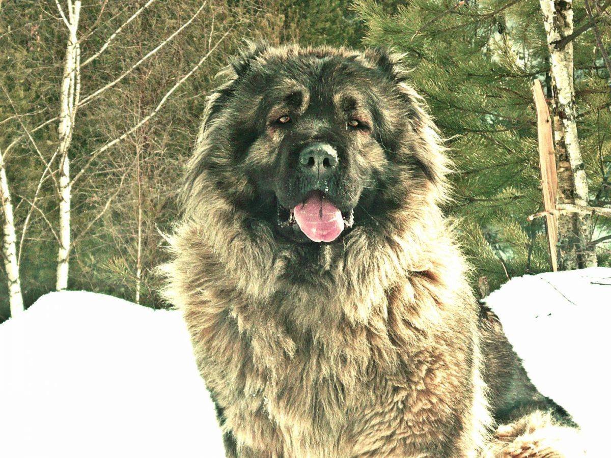 Нагази Грузинская овчарка