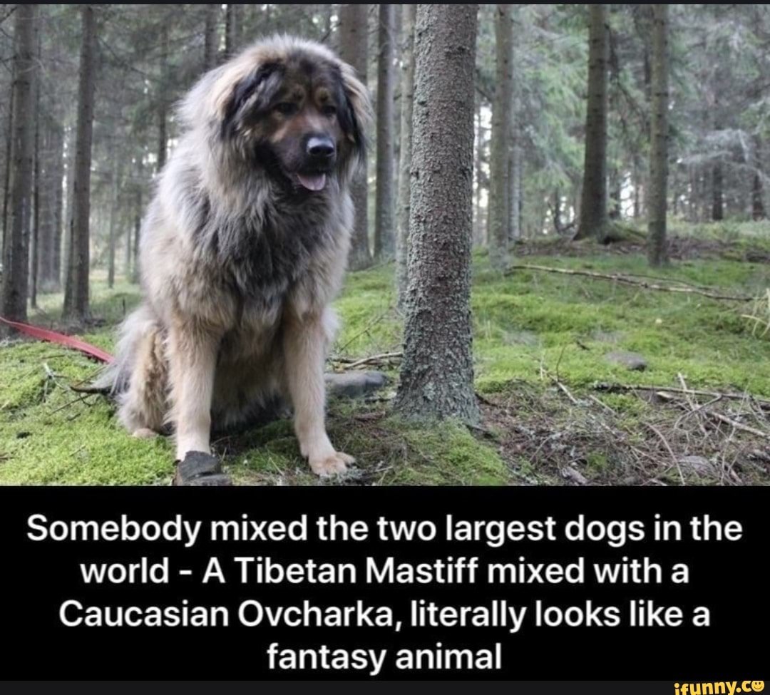 Волкодав собака мастиф