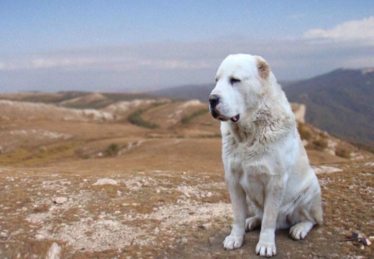 Горный алабай