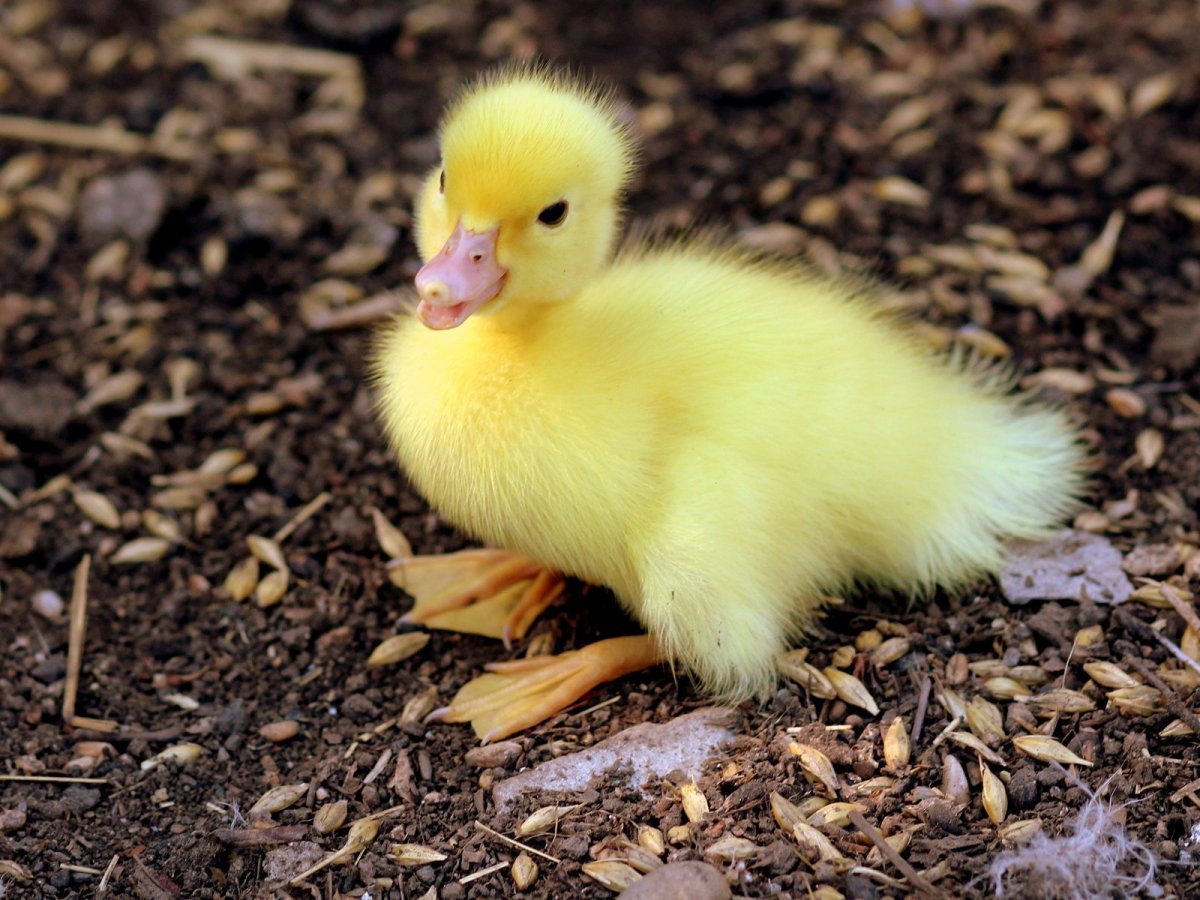 Хохлатые муларды