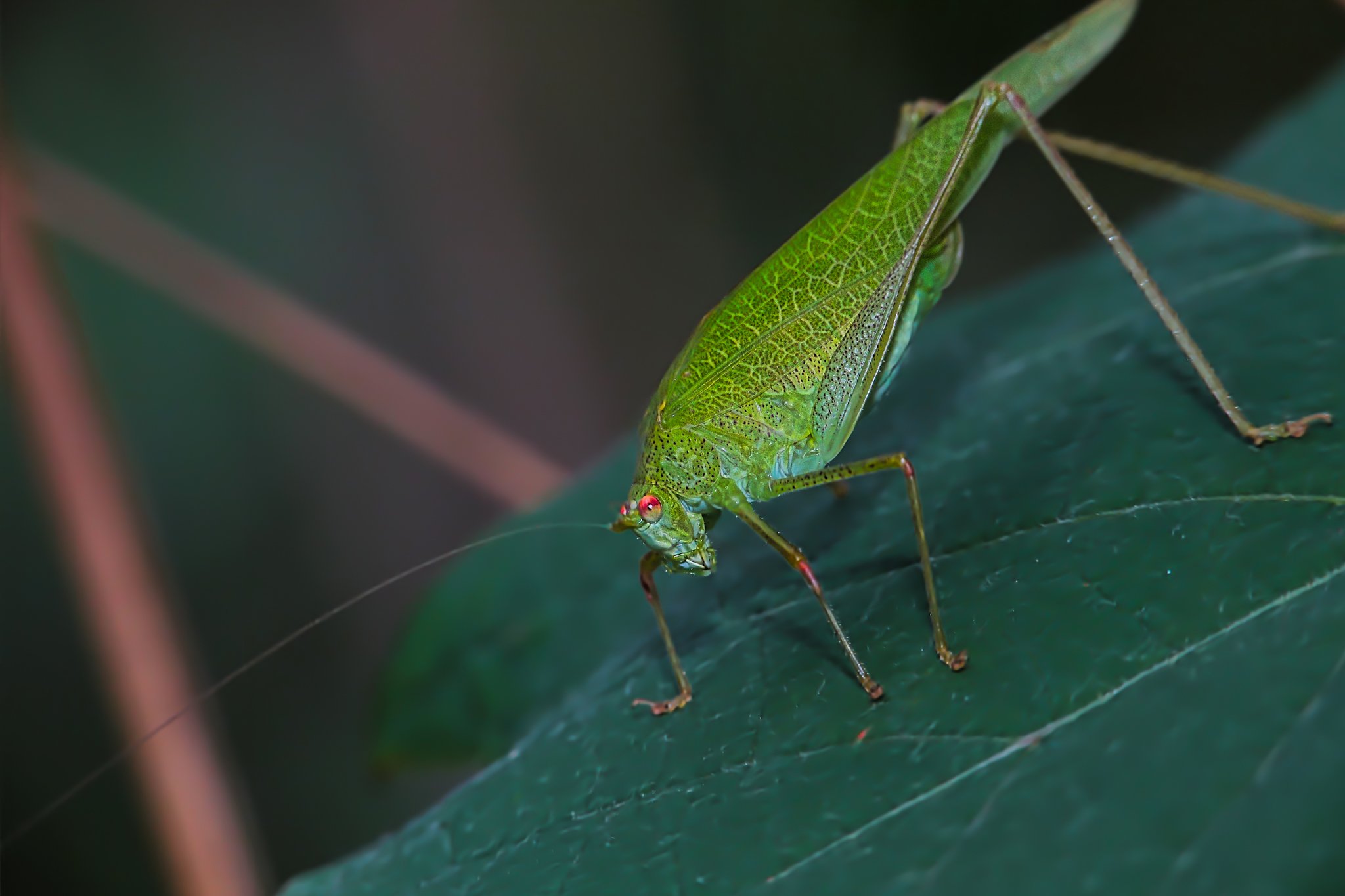 Насекомые зеленого цвета. Treehoppers Aetalionidae. Зеленое насекомое. Маленькое зеленое насекомое. Богомол маленький зеленый.