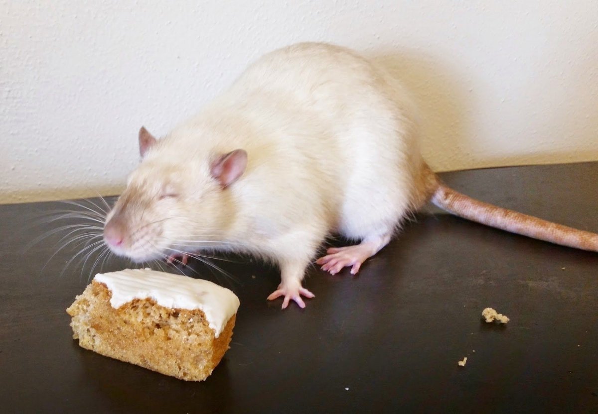 Крыса породы Сиам Дамбо