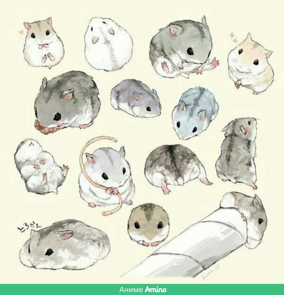 Джунгарский хомяк референс