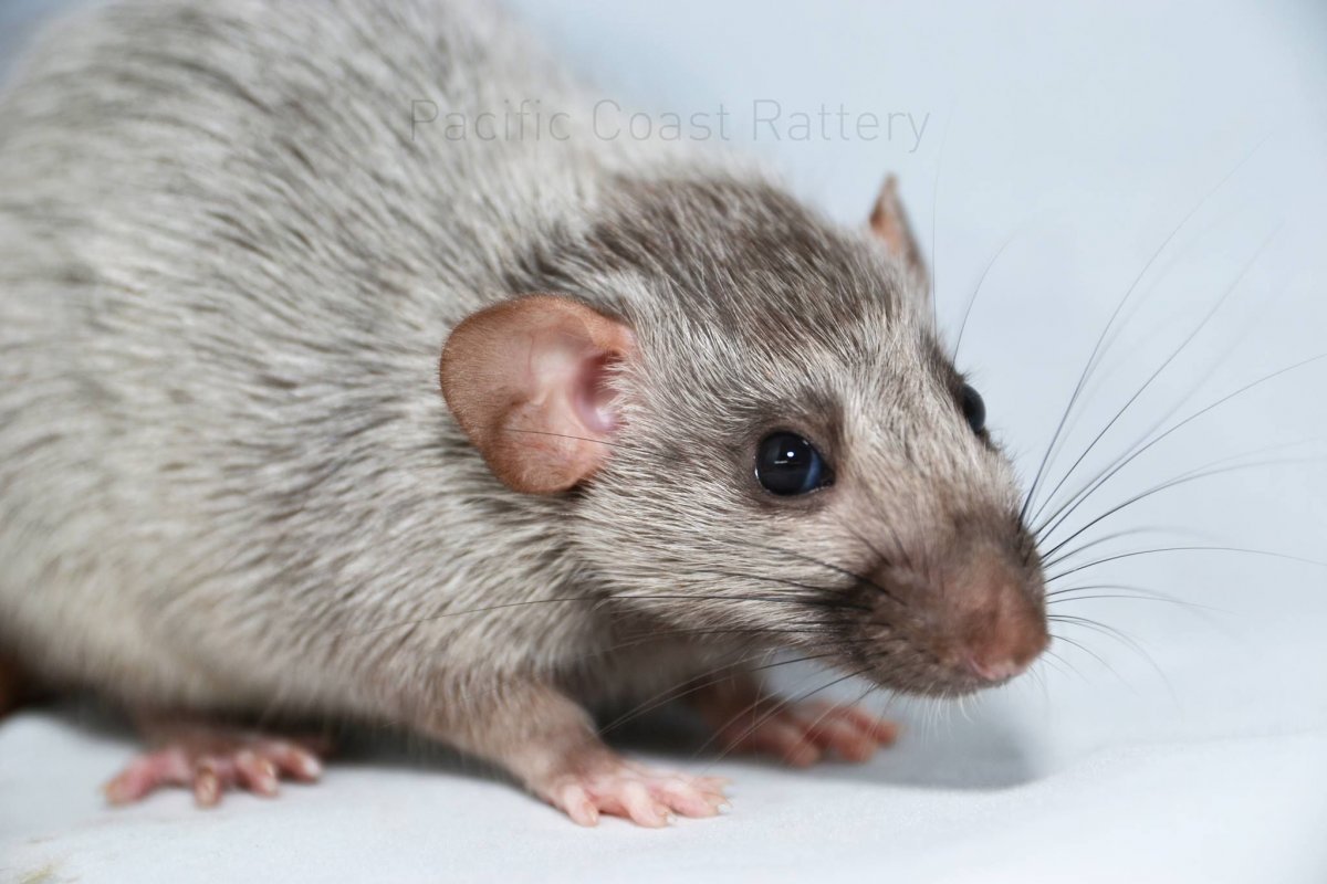 Крыса Дамбо агути