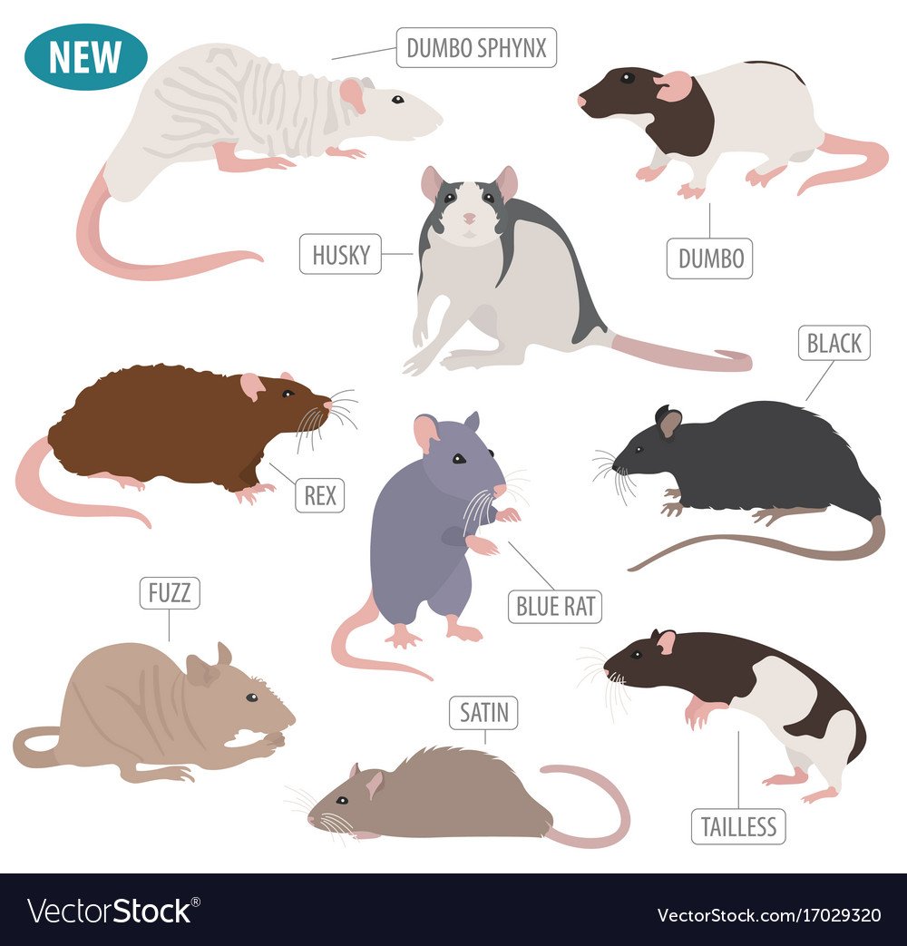 Мир глазами крысы