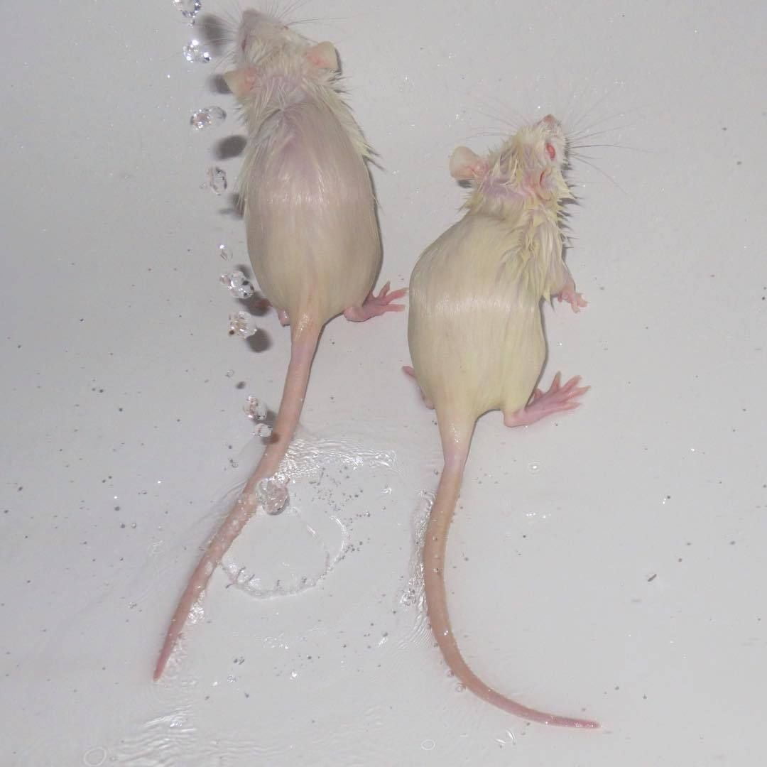 Крысы сохры