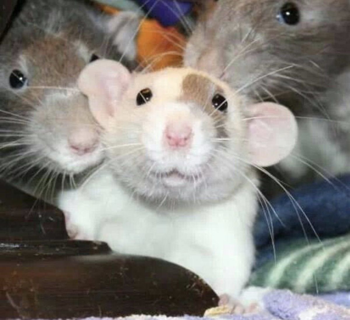 Крыса Дамбо Рататуй