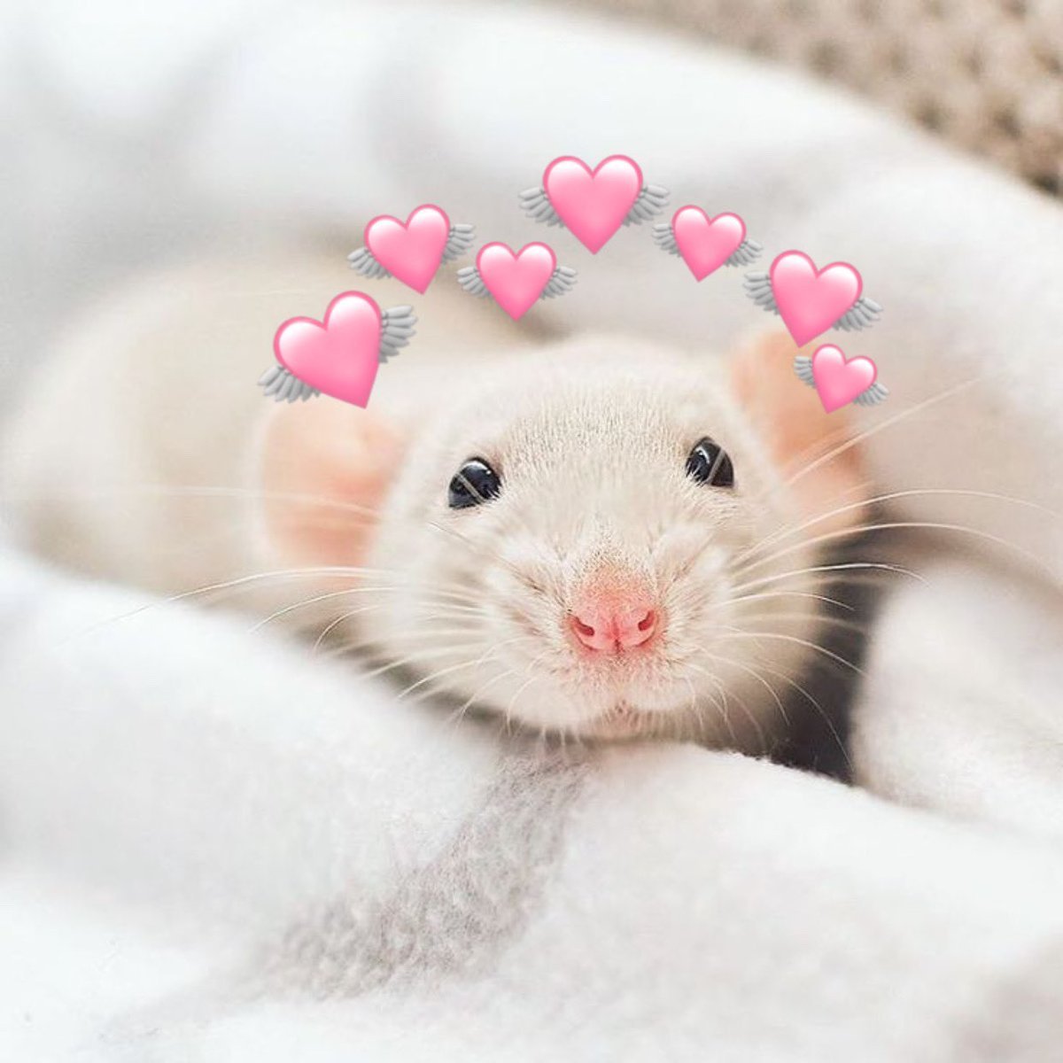 Крысята Дамбо белые