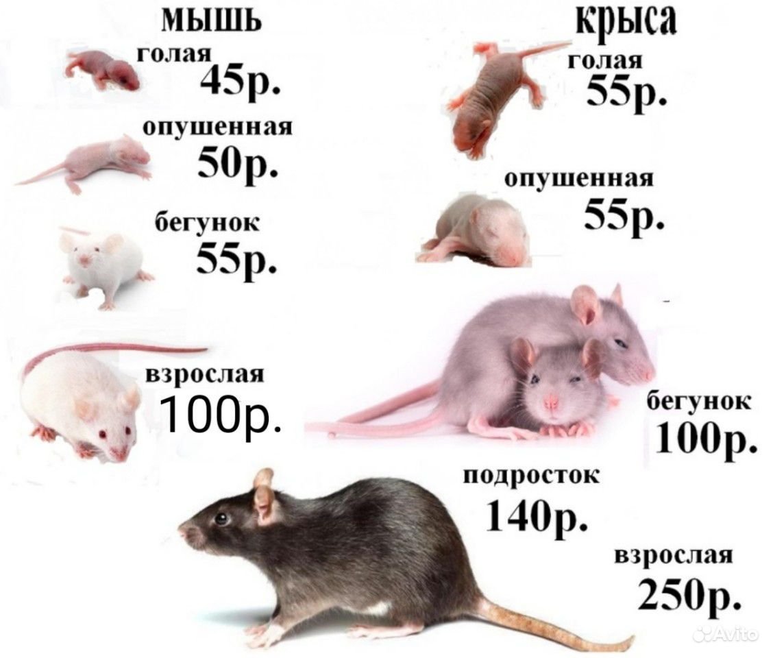 Размеры кормовых мышей