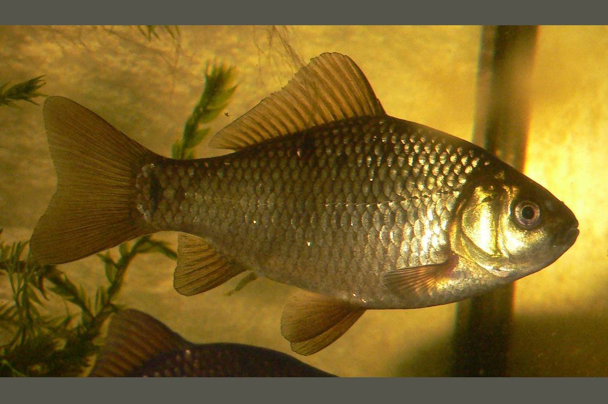Карась золотой Carassius Carassius