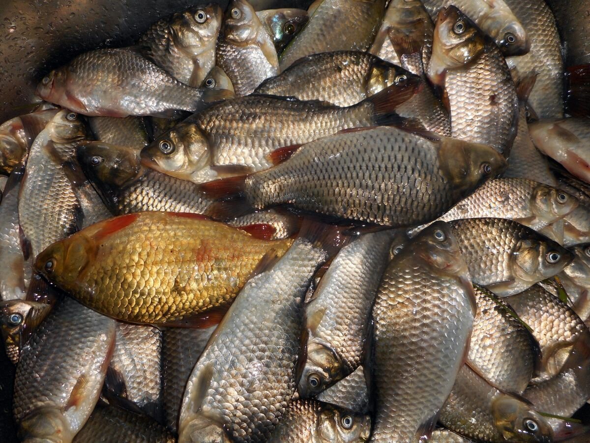 Карась мабуна
