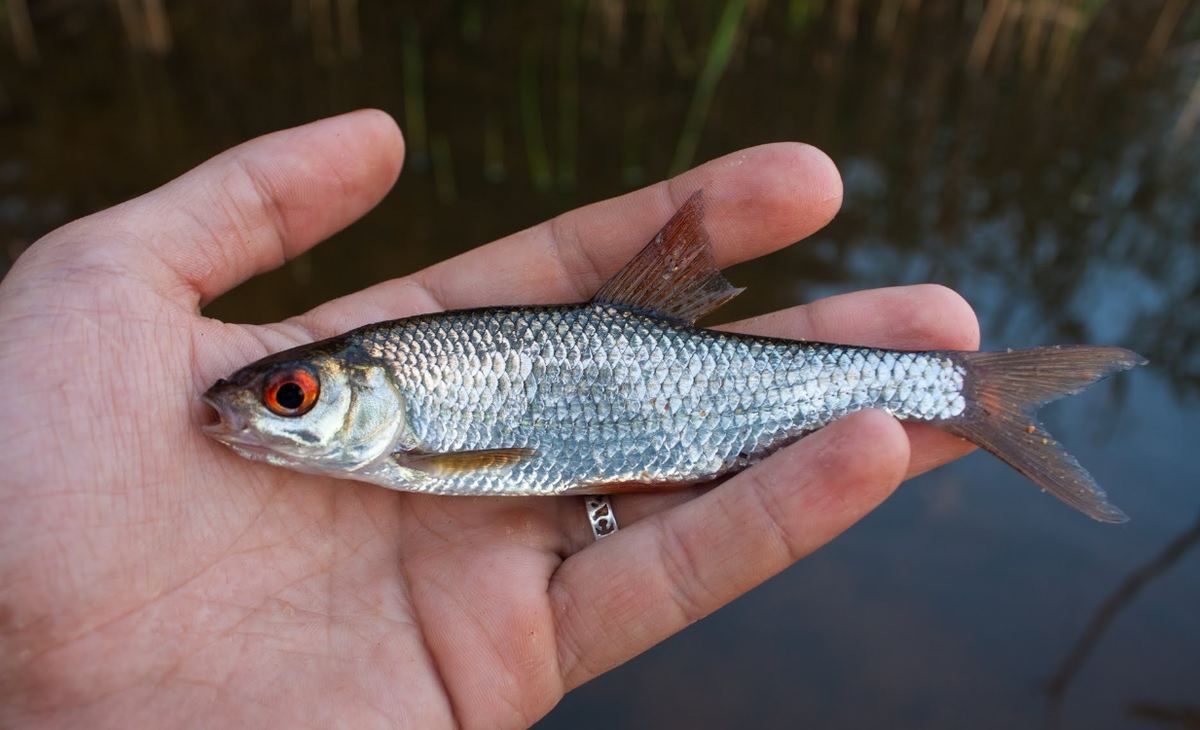 Живец сорожка (плотва)