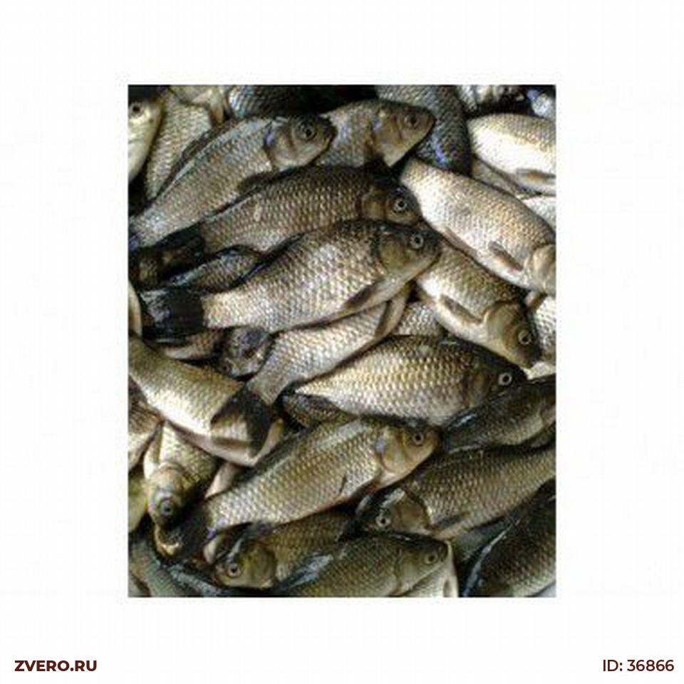 Живец рыба Карасик