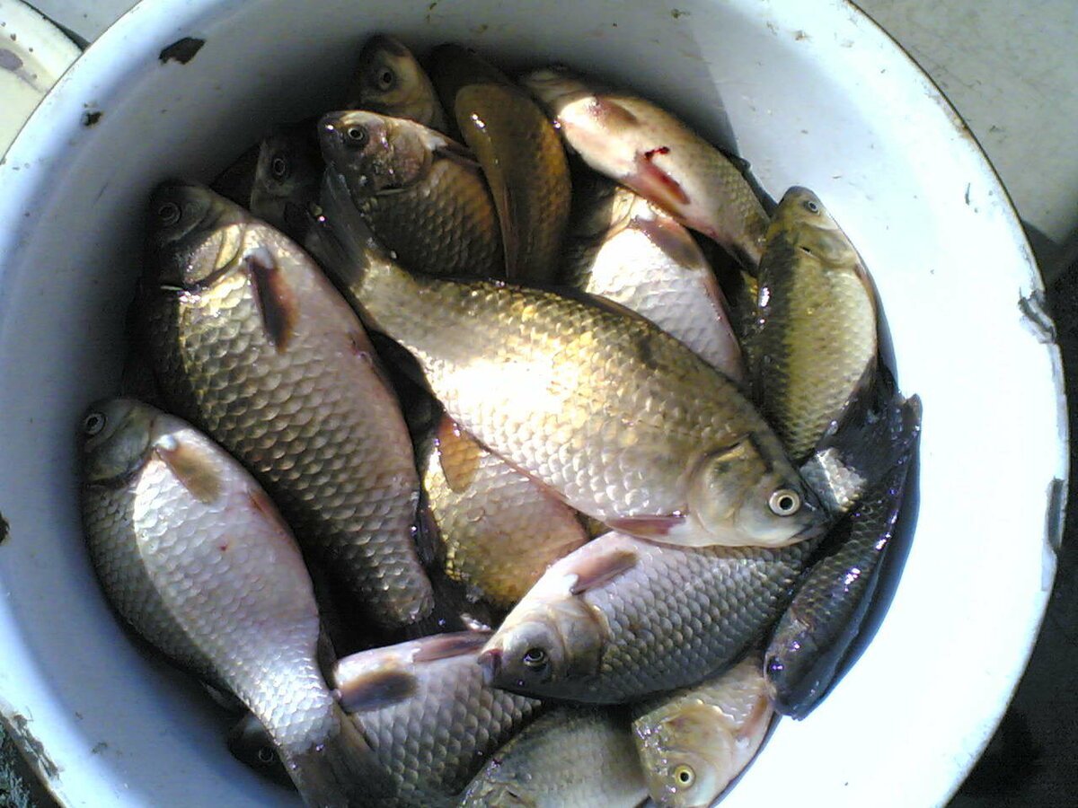 Карась Озерный