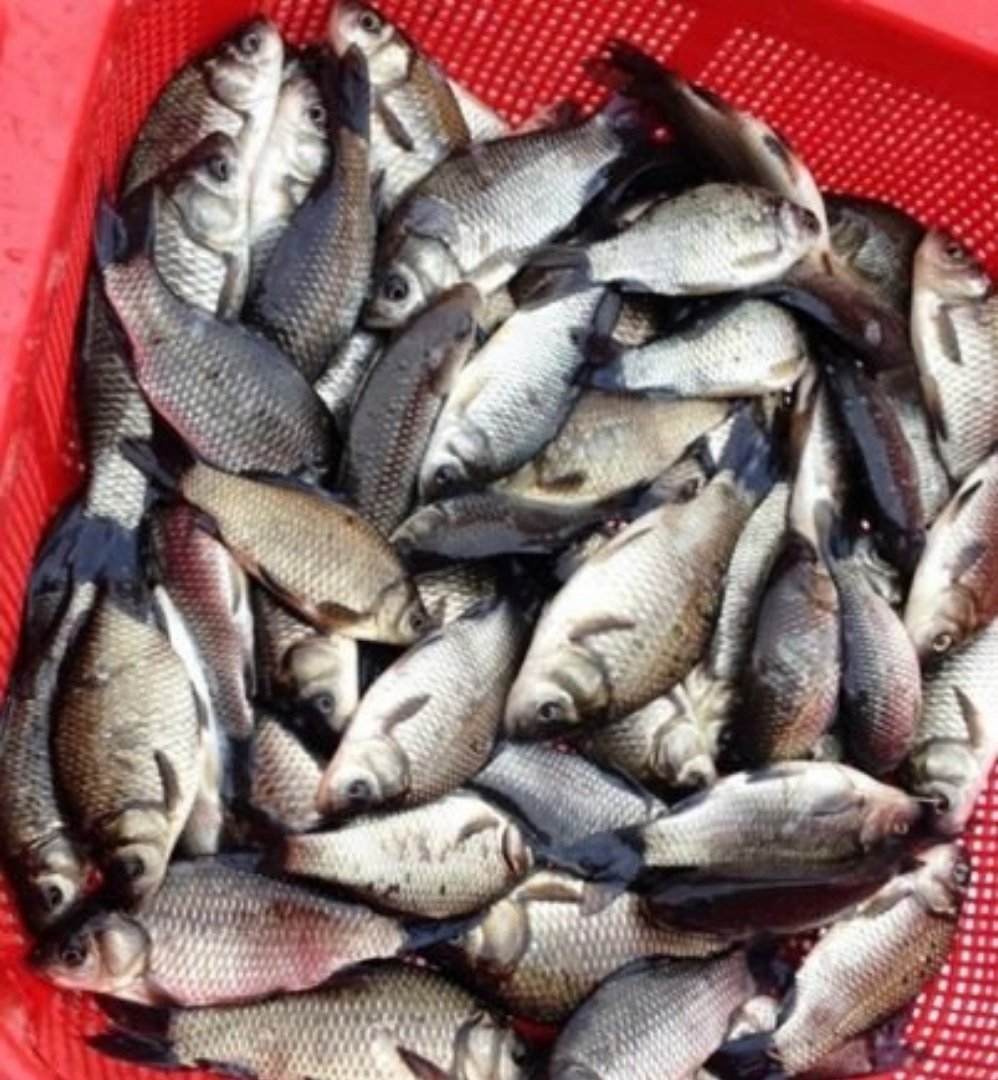 Живец плотва карась