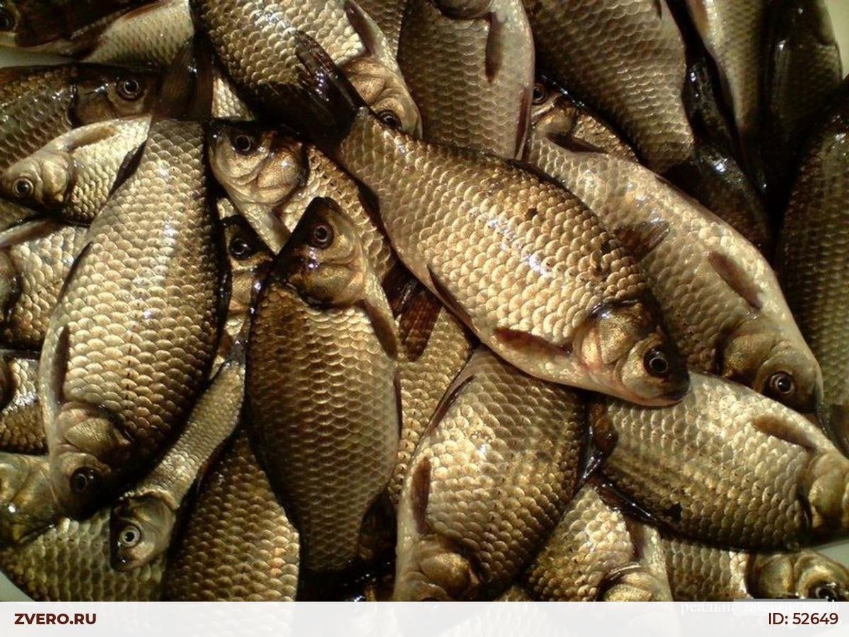 Живец рыба Карасик