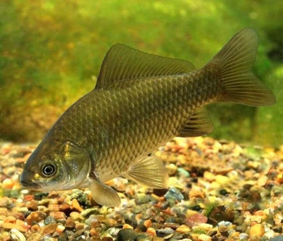 Серебряный карась - Carassius auratus gibelio