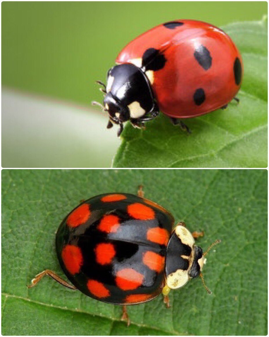 Божья коровка Harmonia axyridis