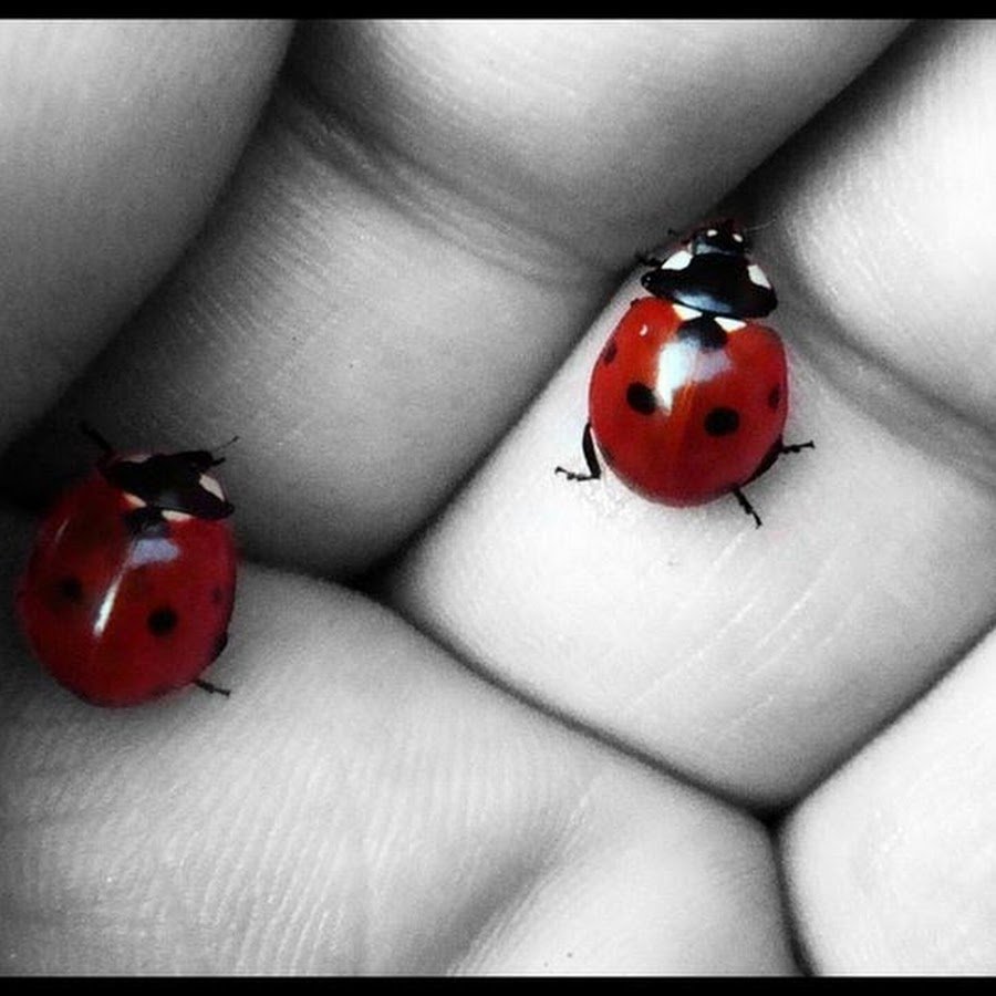 Божья коровка желтая с черными точками