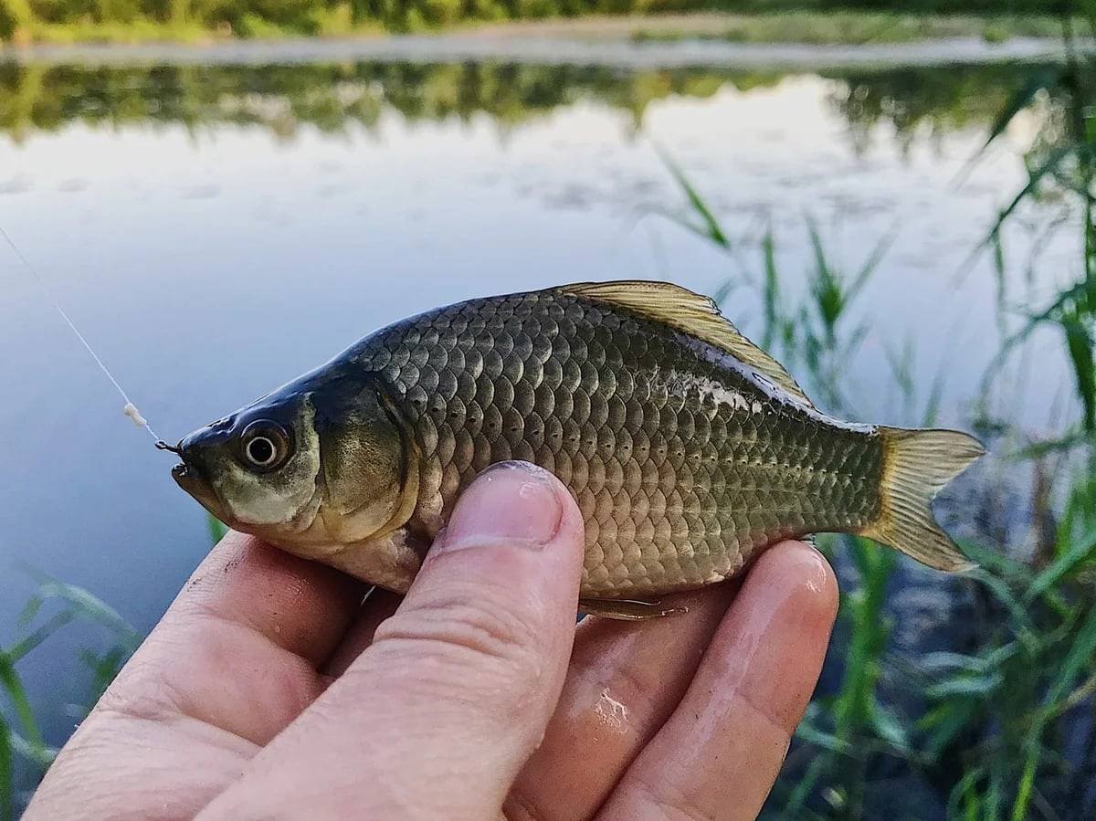 Карась мабуна