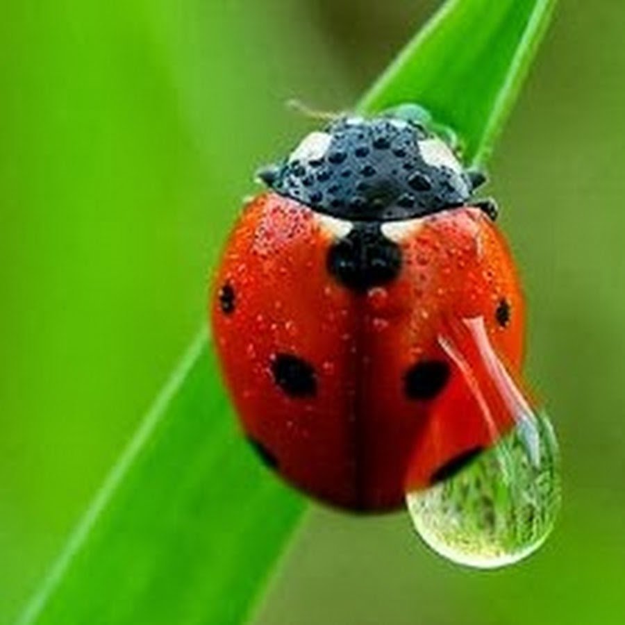 Божья коровка желтая с черными точками