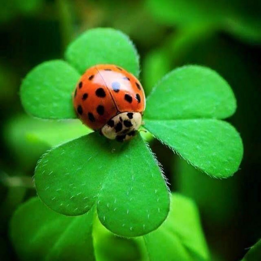 Жёлтая Божья коровка ядовитая