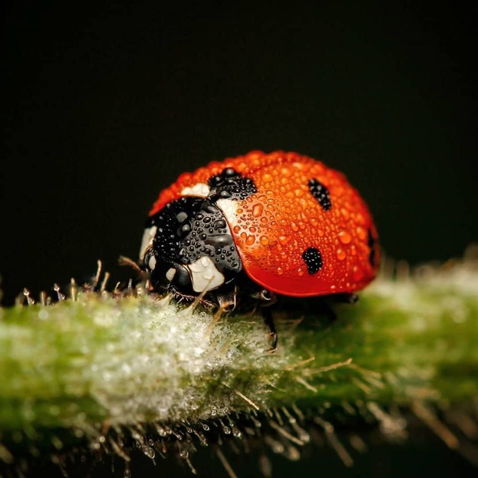 Жук Листоед макрофотография