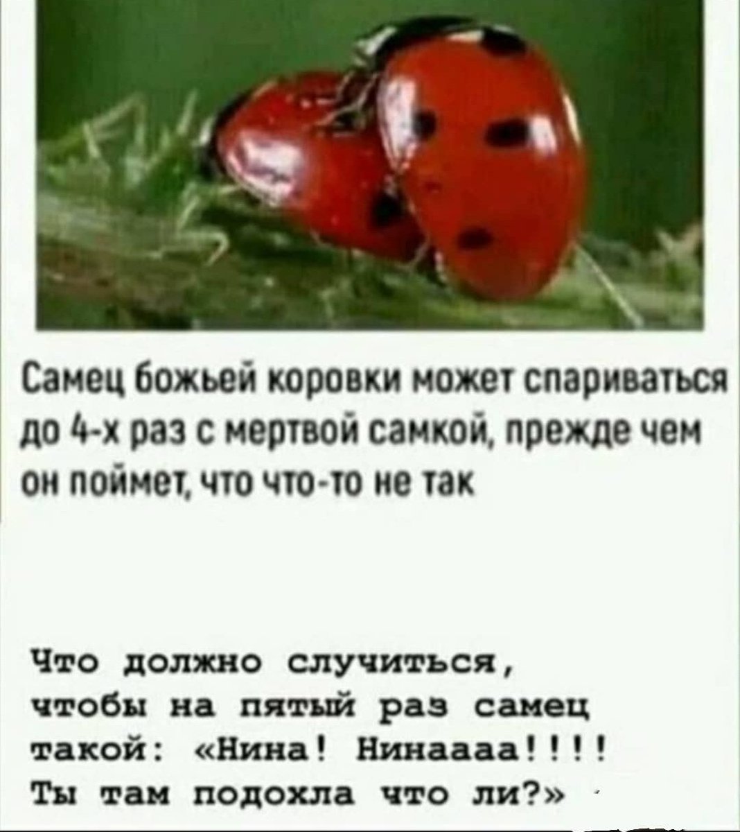 Божьи коровки дальнего Востока