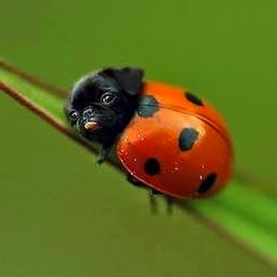 Божья коровка картинка